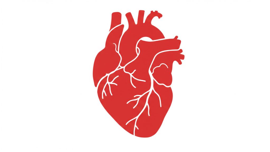 heart
